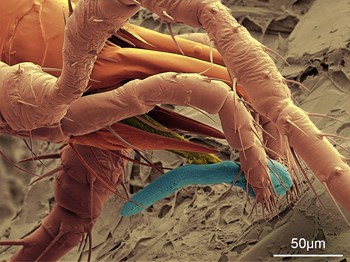 /ARSUserFiles/80420570/ECMU/Stratiolaelaps scimitus eating Root-knot nematode, ECMU.jpg